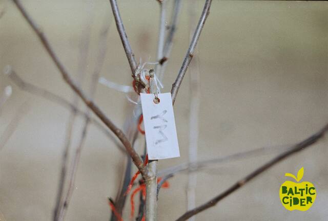 2013 – Abuls Cidery – Planting the orchard