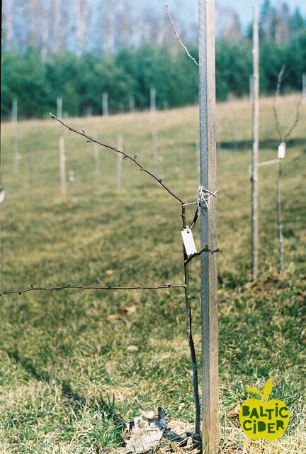 2013 – Abuls Cidery – Planting the orchard