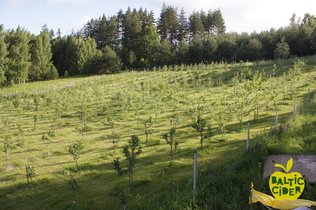 2017 - Abuls - Apple Orchard