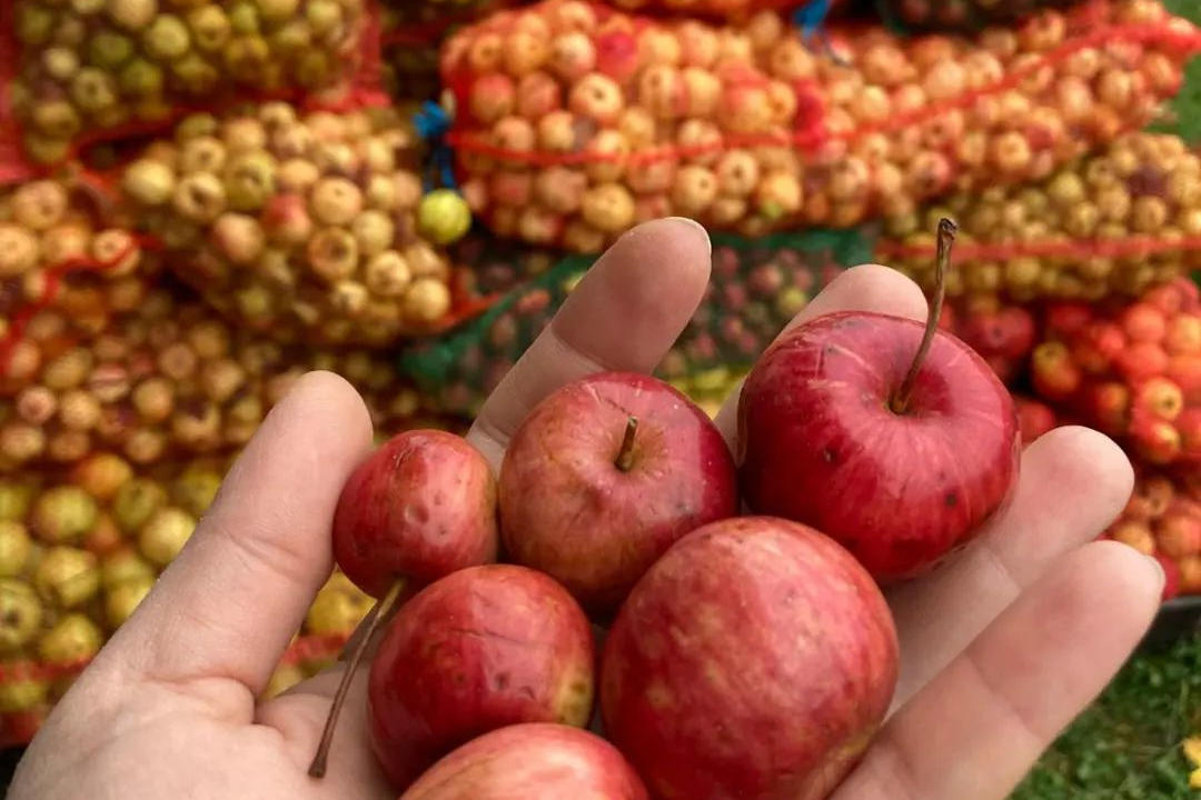 Cider Flavors and Traditions