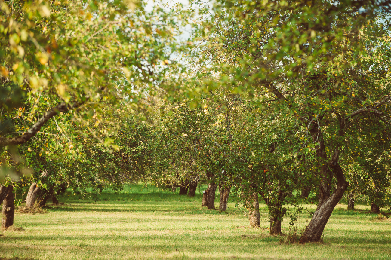 Cider Story